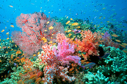 tree corals